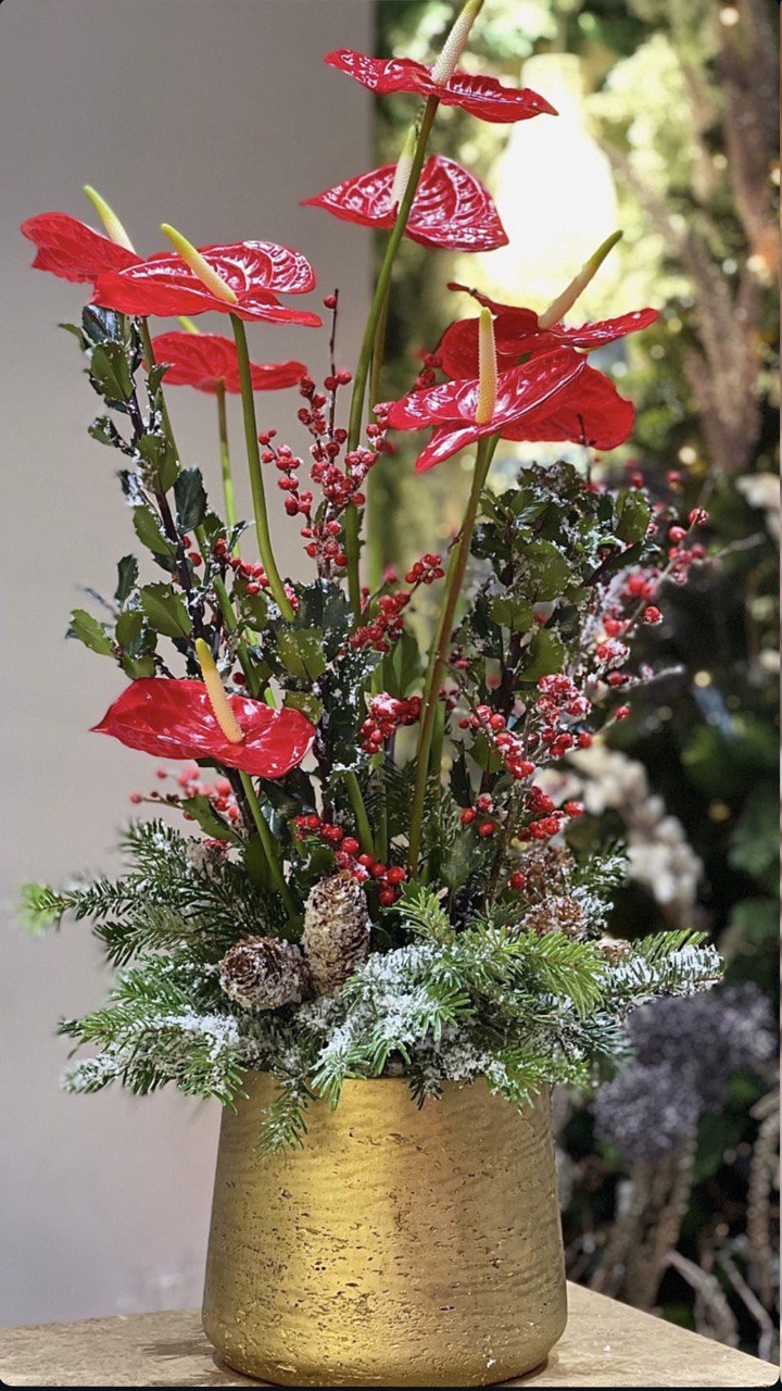 Մաքուր խոլորձ - Image 1 of 1 | Avenue Des Fleurs